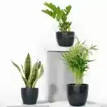 Plants for Gifts