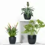 Plants for Gifts